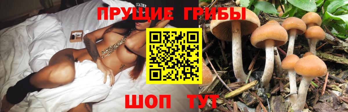 Псилоцибиновые грибы Psilocybine cubensis Альметьевск